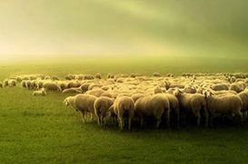 A necessidade das ovelhas é mais importante do que a vontade do Pastor