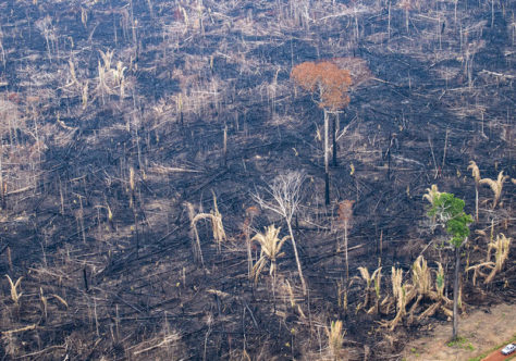 CFFB lança carta em prol da Amazônia