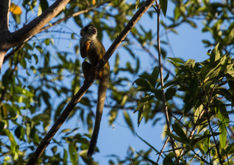 Criada a Conferência Eclesial da Amazônia