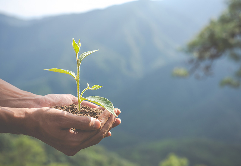 [Ecoteologia: Caminhos de Esperança e Conversão Integral]