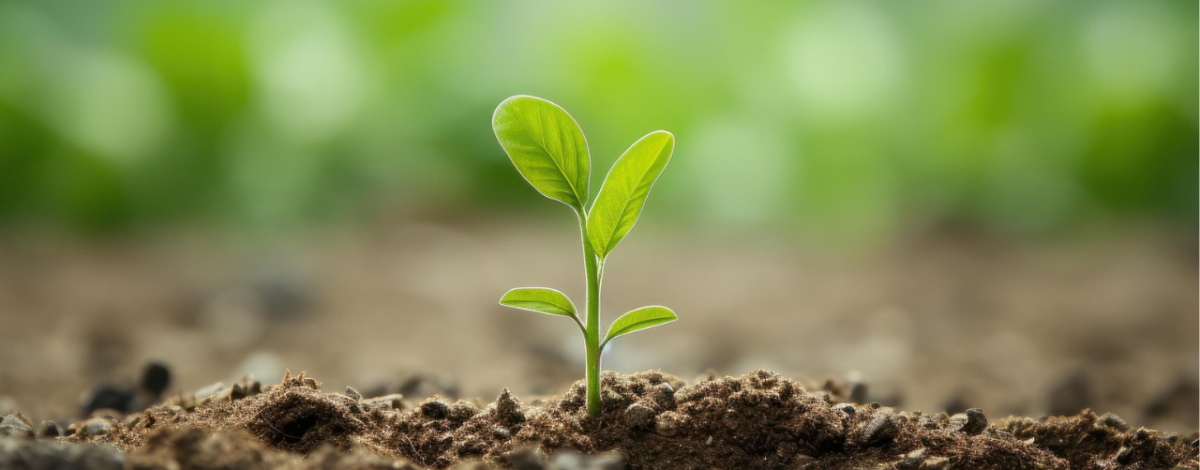 O grito de esperança dos pobres e da criação: Carta do Ministro Geral para o IX Dia Mundial dos Pobres