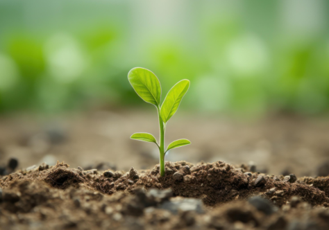 O grito de esperança dos pobres e da criação: Carta do Ministro Geral para o IX Dia Mundial dos Pobres