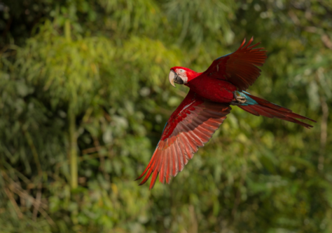 COP30: Sefras lança boletim e reforça defesa por justiça climática na Amazônia