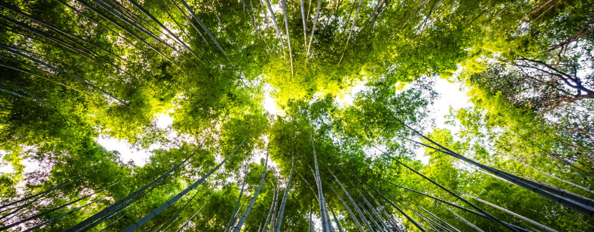 Semana Laudato Si’ reforça compromisso da Igreja com a ecologia integral