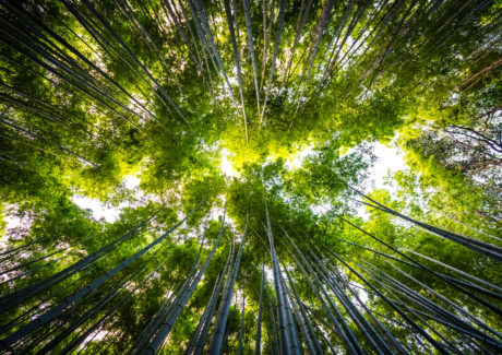 Semana Laudato Si’ reforça compromisso da Igreja com a ecologia integral
