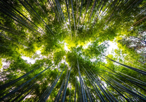 Semana Laudato Si’ reforça compromisso da Igreja com a ecologia integral