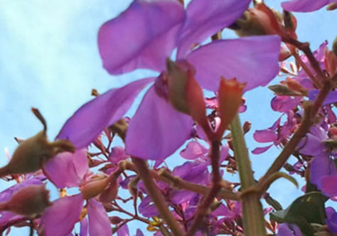 Às agressões humanas, a Terra responde com flores