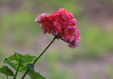 Precisamos acreditar que as flores vencem os canhões