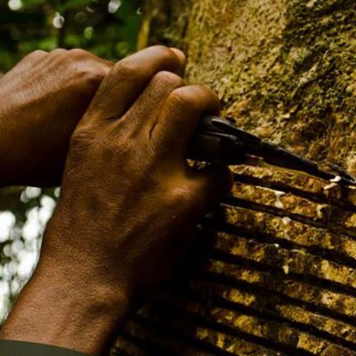 O legado de Chico Mendes para o Sínodo Panamazônico