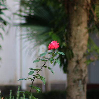 A Fiocruz, a “Fratelli tutti” e o Papa Francisco