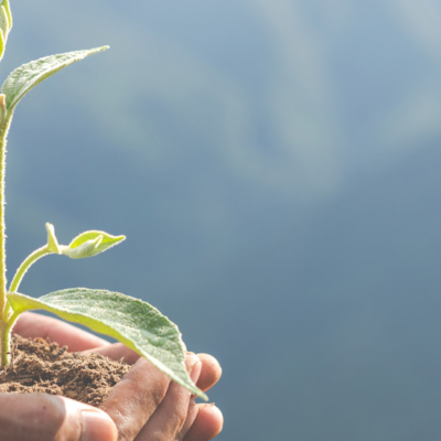 Carta-Manifesto da Província alerta sobre riscos de Projeto que modifica legislação ambiental brasileira