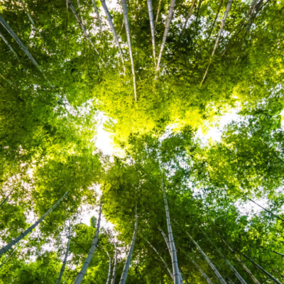 Semana Laudato Si’ reforça compromisso da Igreja com a ecologia integral
