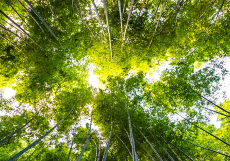 Semana Laudato Si’ reforça compromisso da Igreja com a ecologia integral