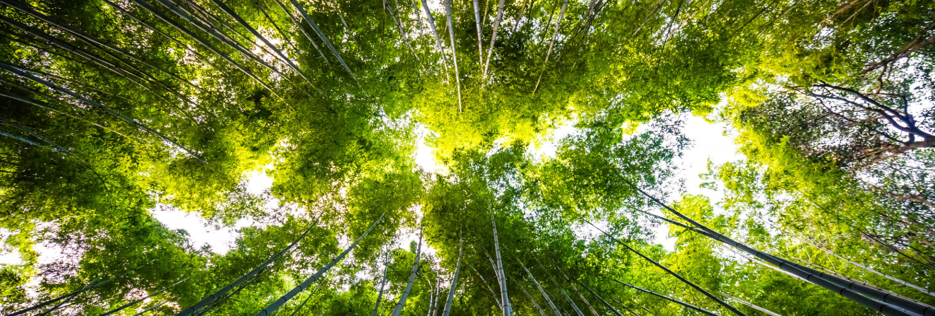Semana Laudato Si’ reforça compromisso da Igreja com a ecologia integral